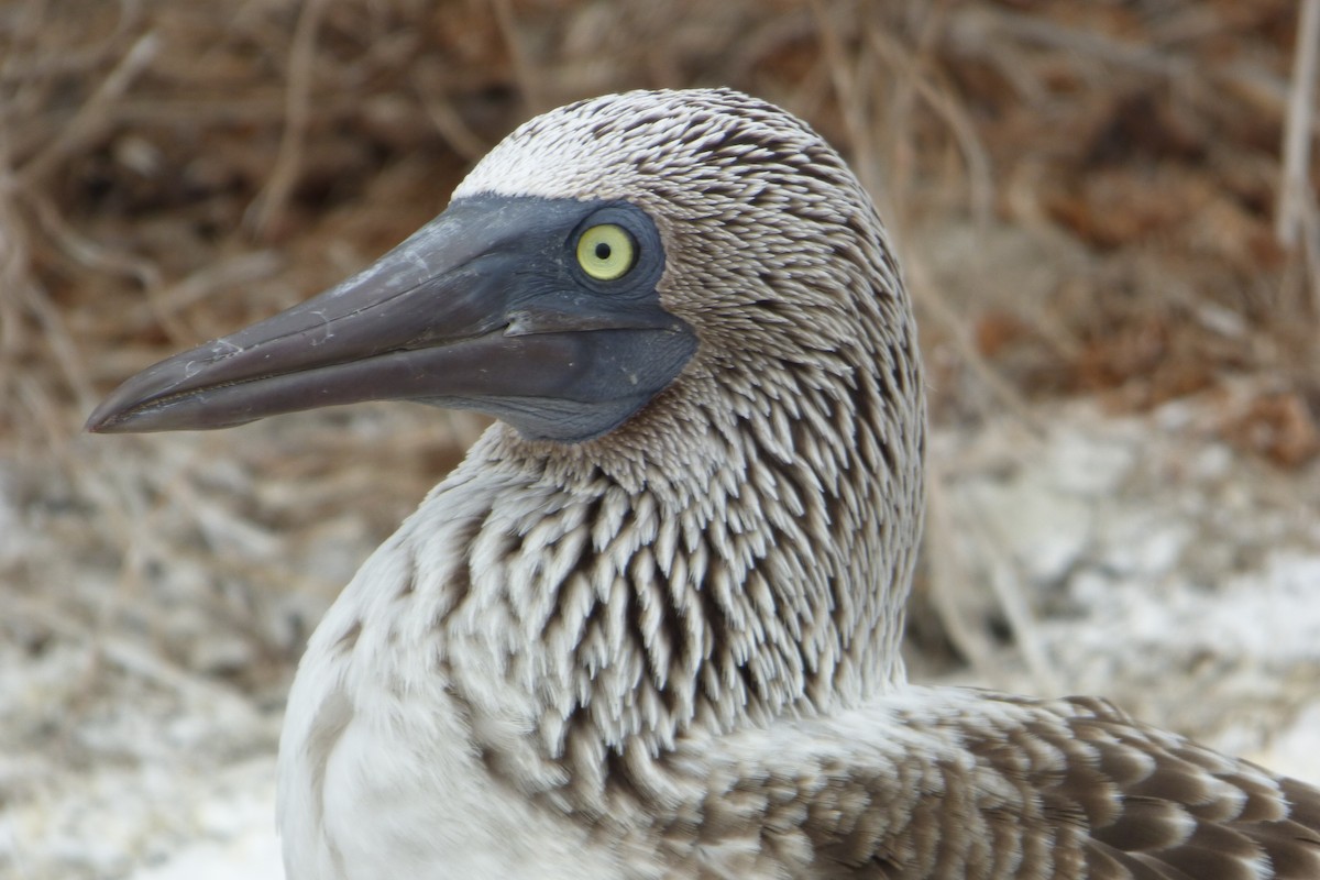 Blue-footed Booby - ML315932171