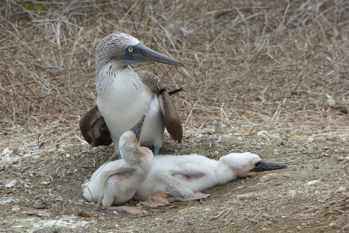 Blue-footed Booby - ML315932181