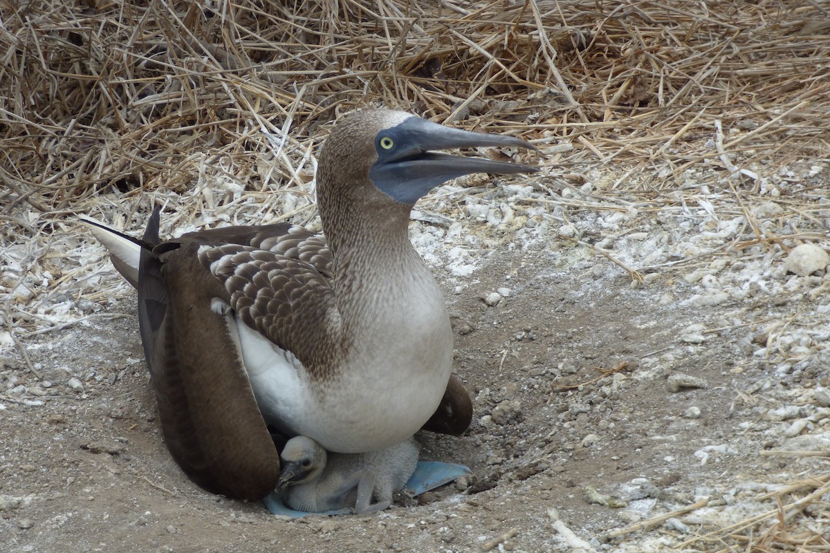 Blue-footed Booby - ML315932191