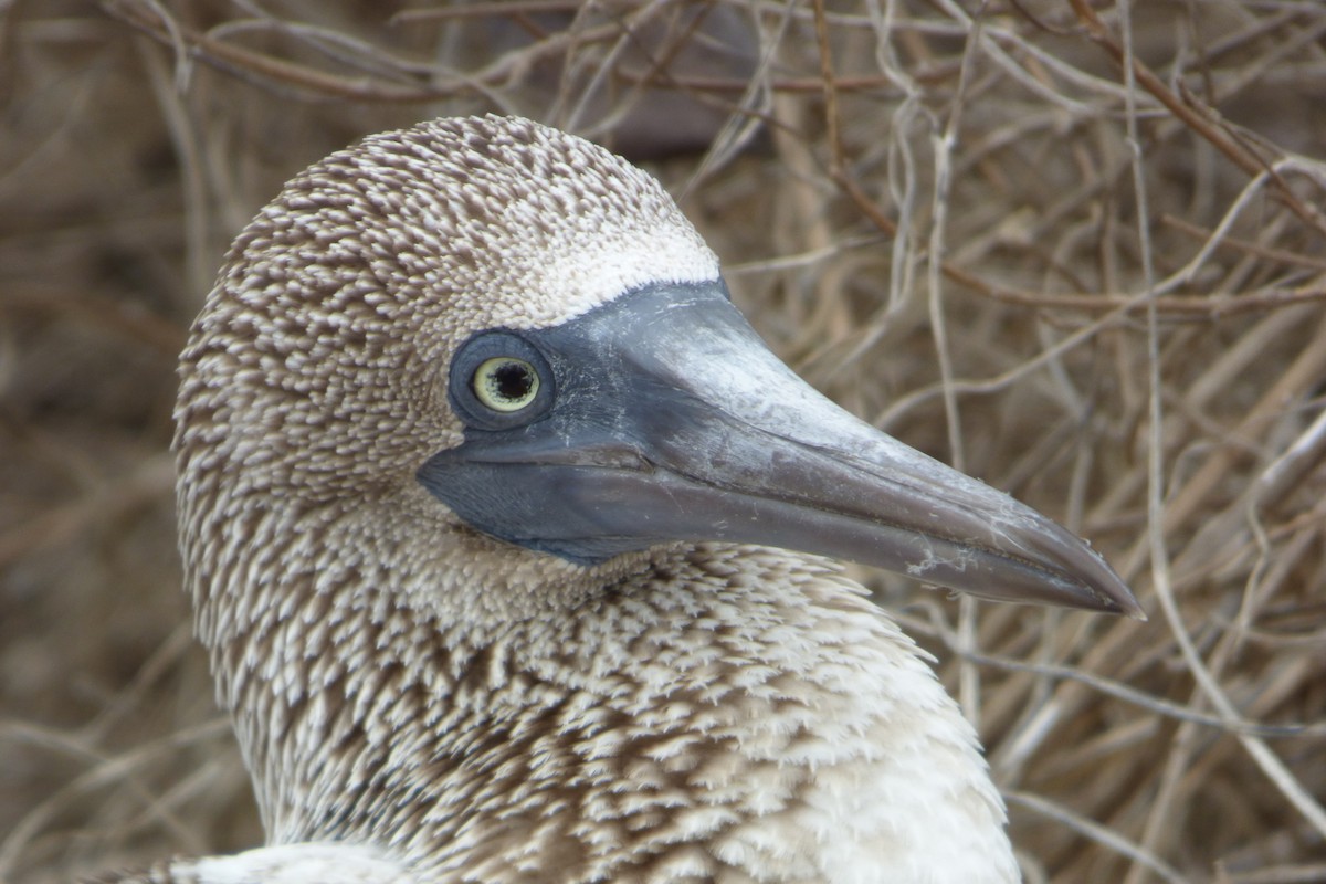 Blue-footed Booby - ML315932221