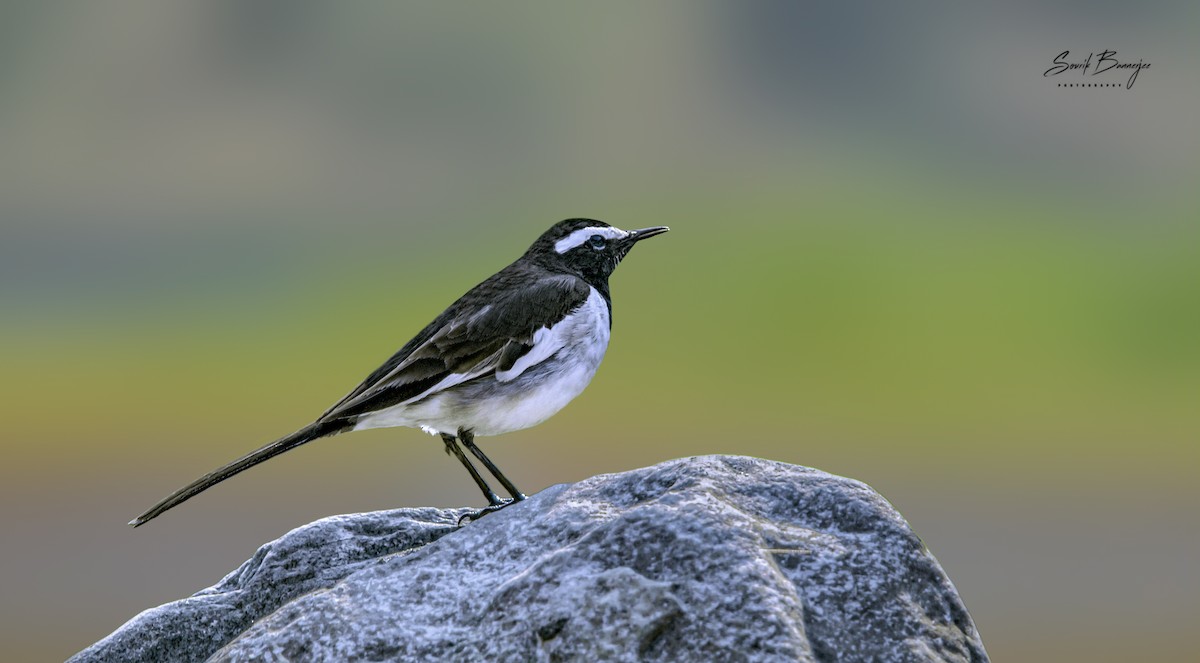 White-browed Wagtail - ML315934111