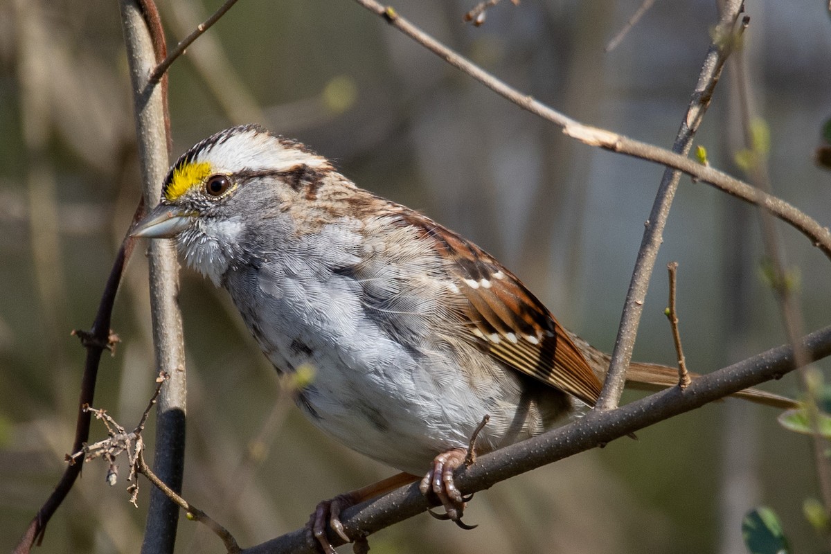 White-throated Sparrow - Kent Fiala