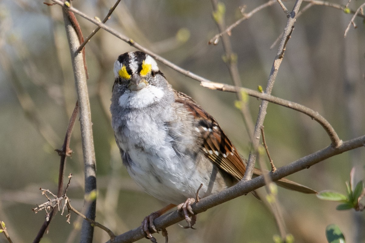 White-throated Sparrow - ML315938251