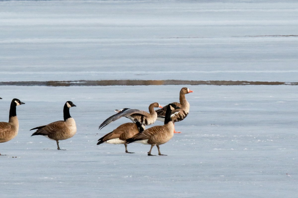 Greater White-fronted Goose - ML315941671
