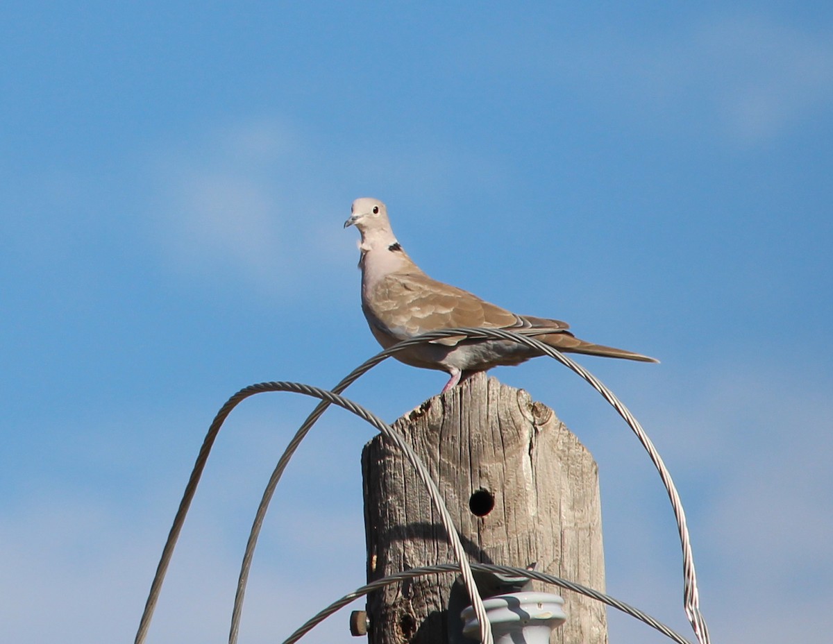 Eurasian Collared-Dove - ML31594901