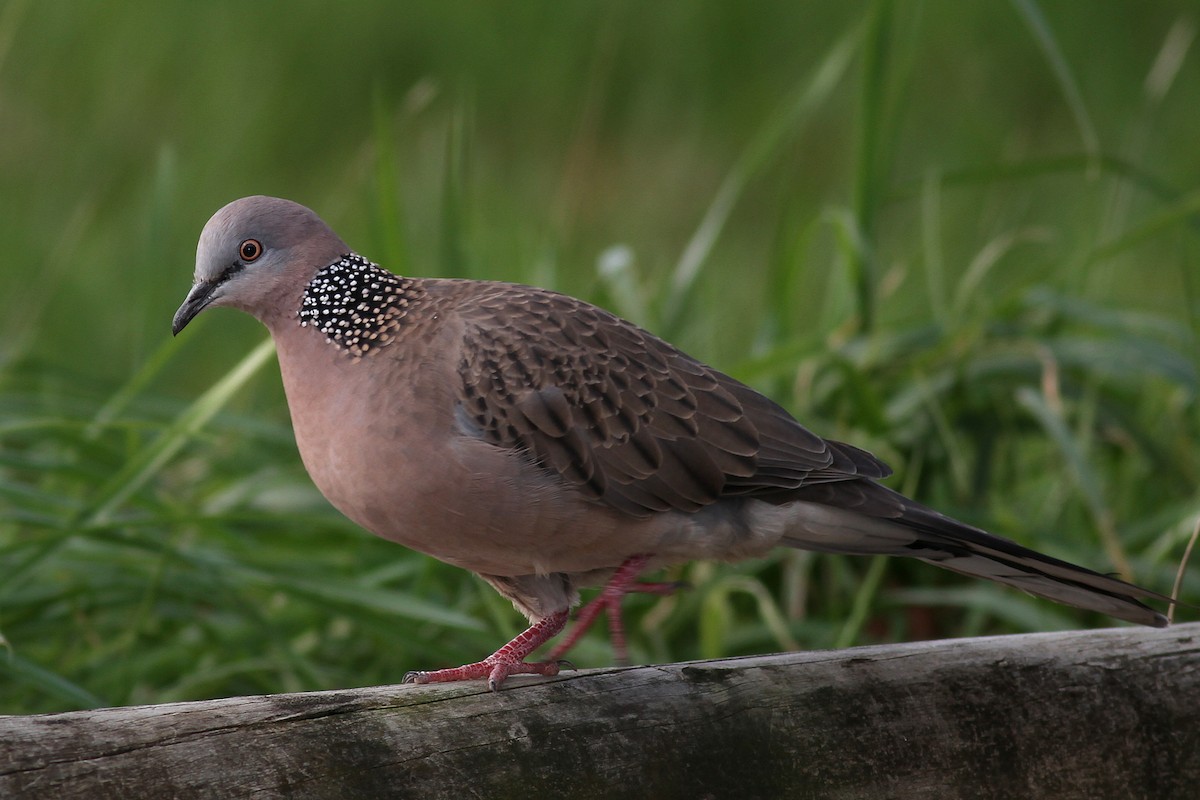 Spotted Dove - ML31595281