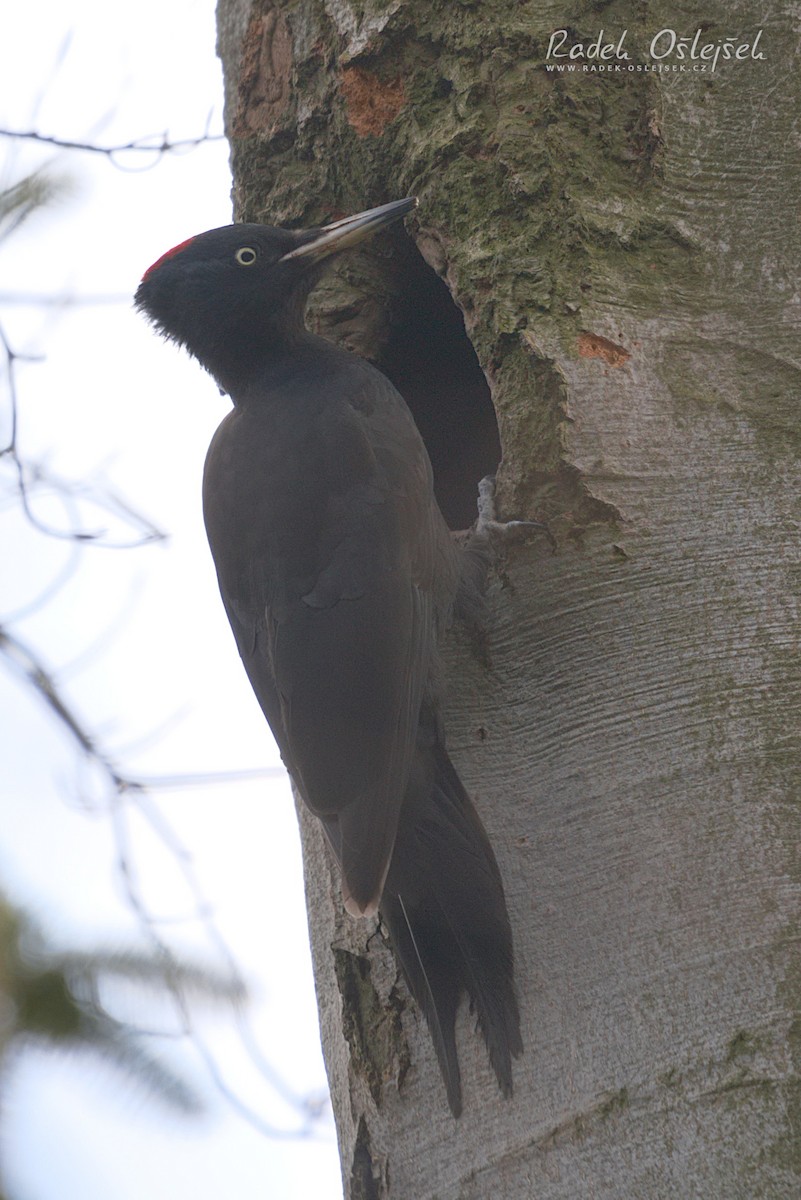 Black Woodpecker - Radek Ošlejšek