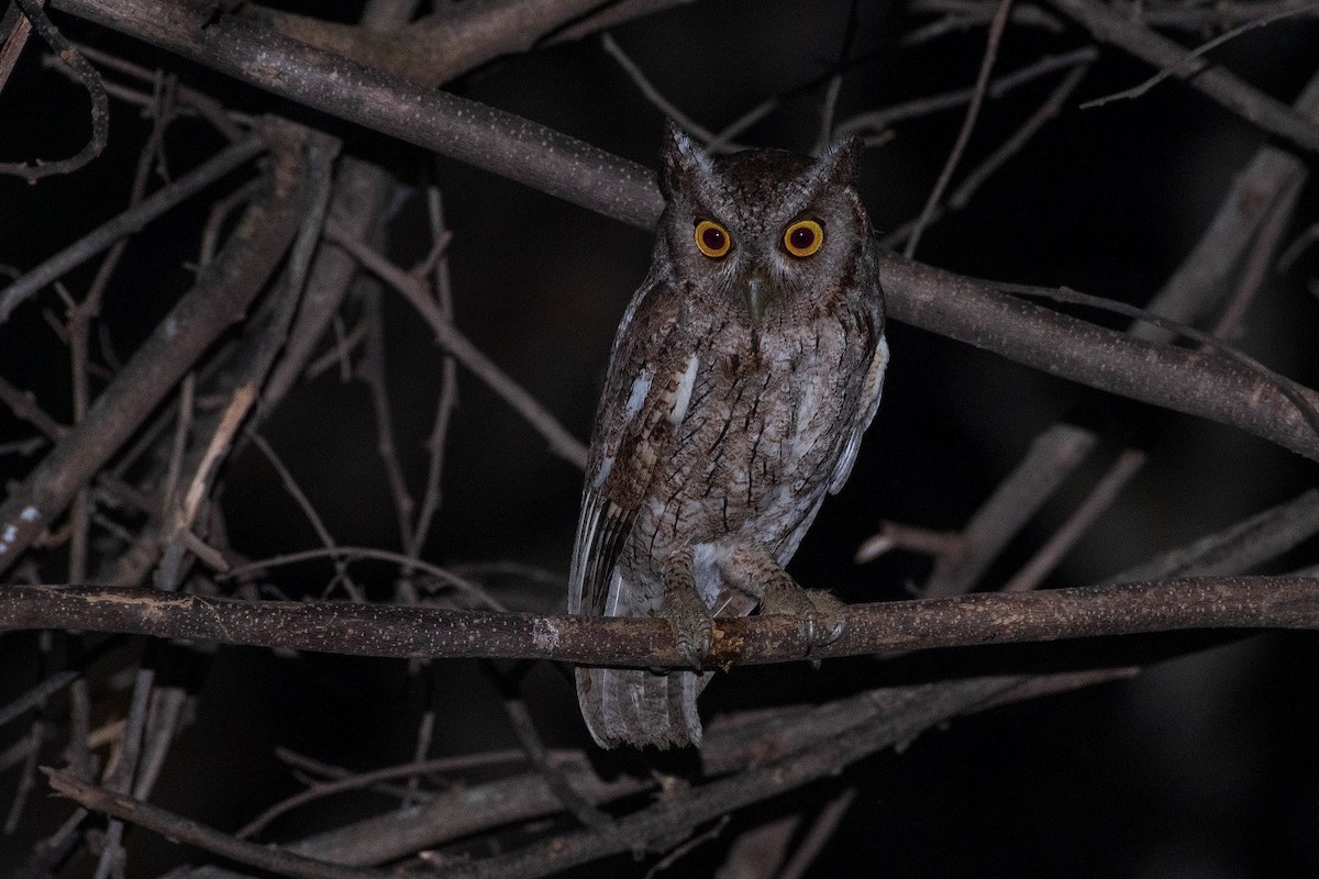Pacific Screech-Owl (cooperi) - ML315954721