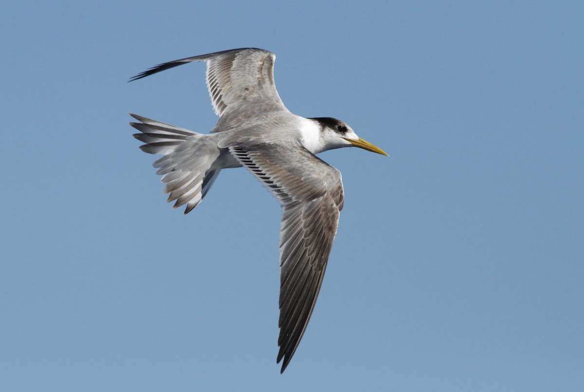Great Crested Tern - Alex Wiebe