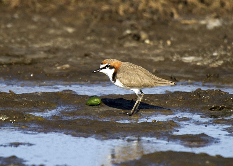 Red-capped Plover - ML31596211