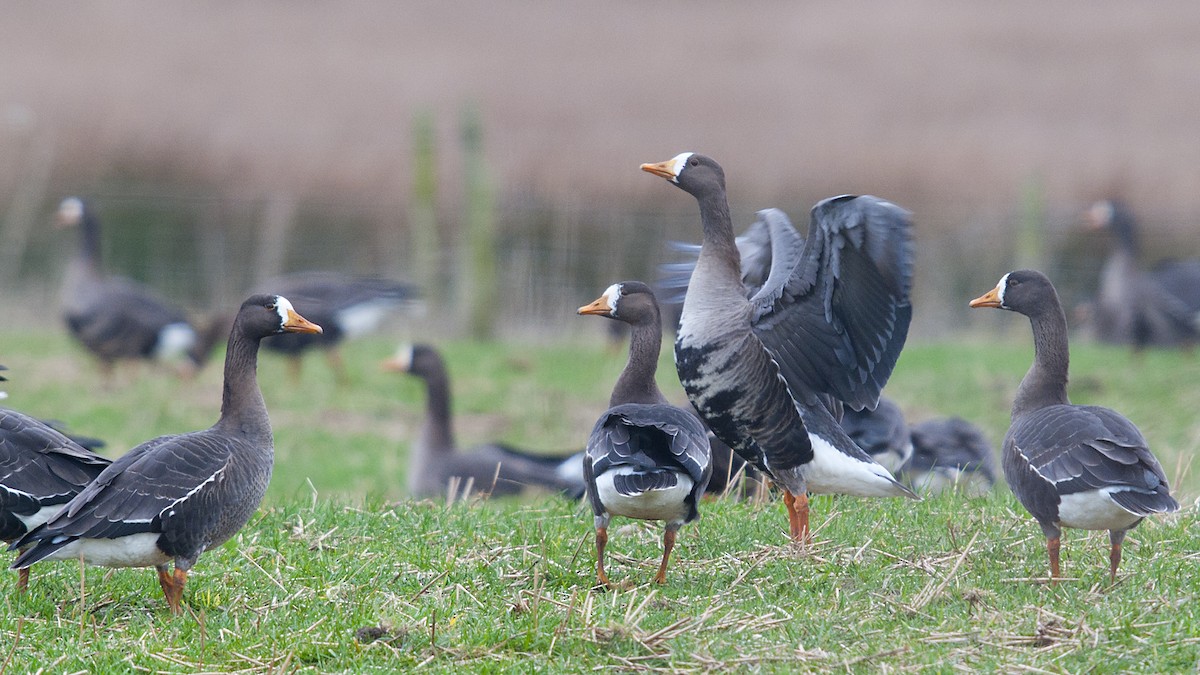 Greater White-fronted Goose (Greenland) - Paul Wilson