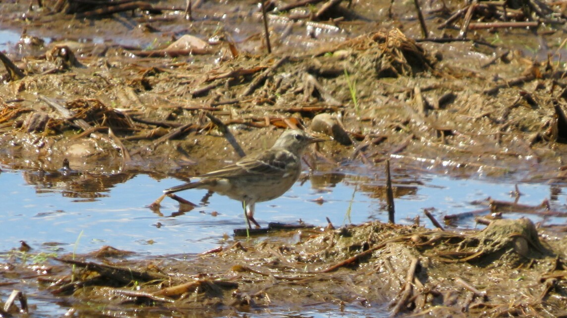 Water Pipit - ML315975031