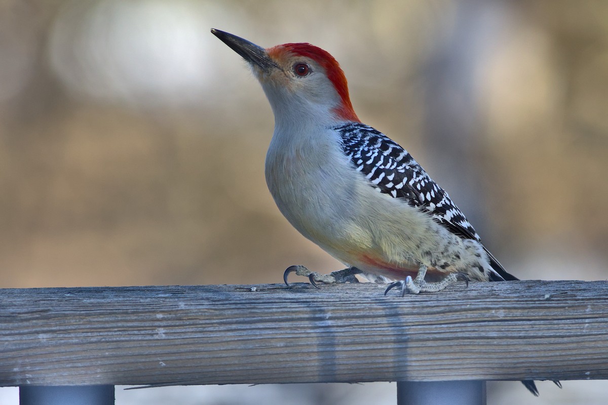Red-bellied Woodpecker - ML315981431