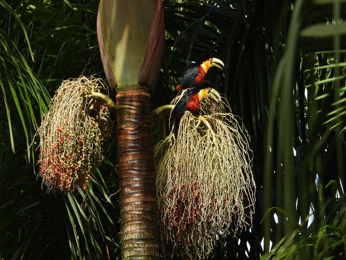 Red-breasted Toucan - ML315985201