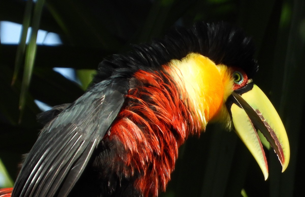 Red-breasted Toucan - ML315985241