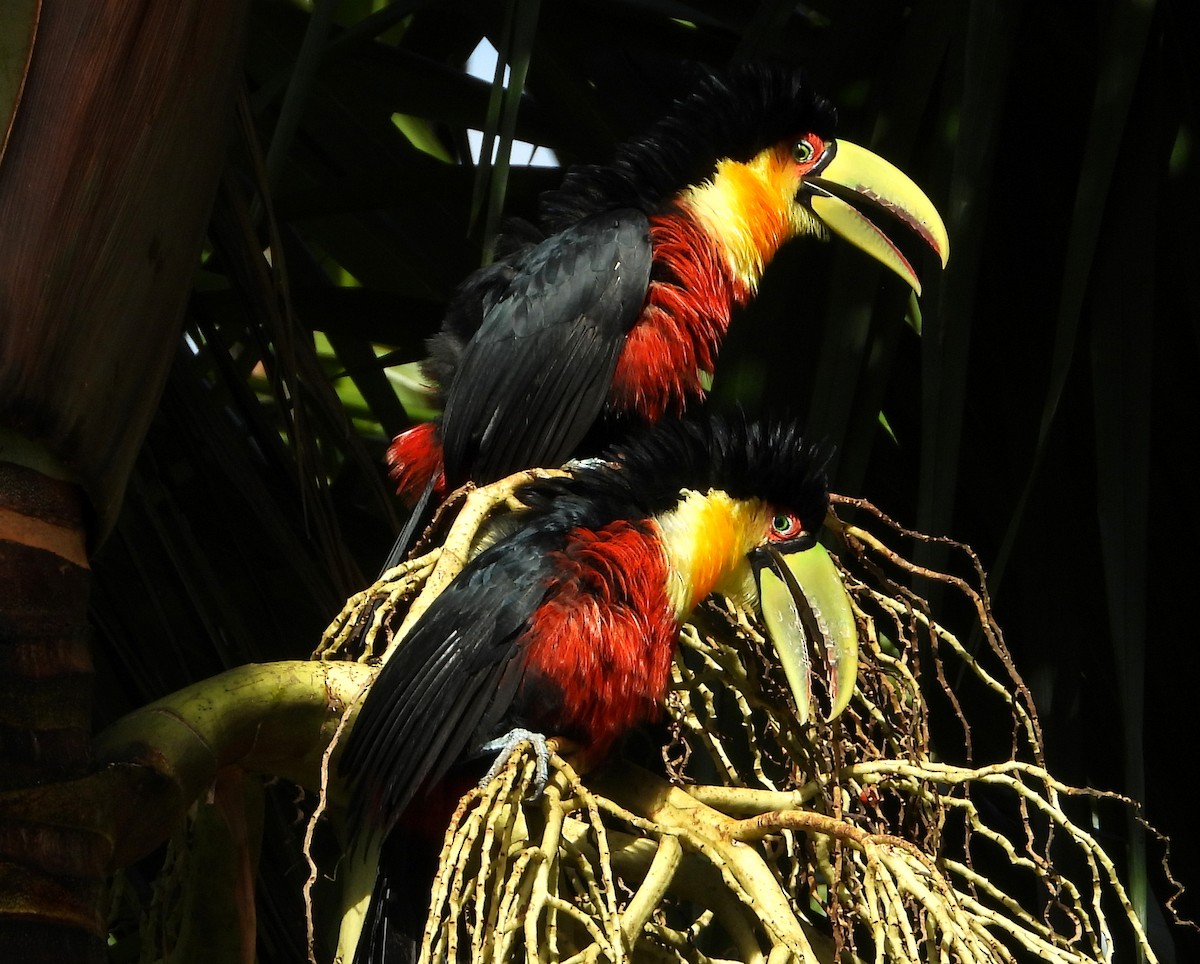 Red-breasted Toucan - ML315985251