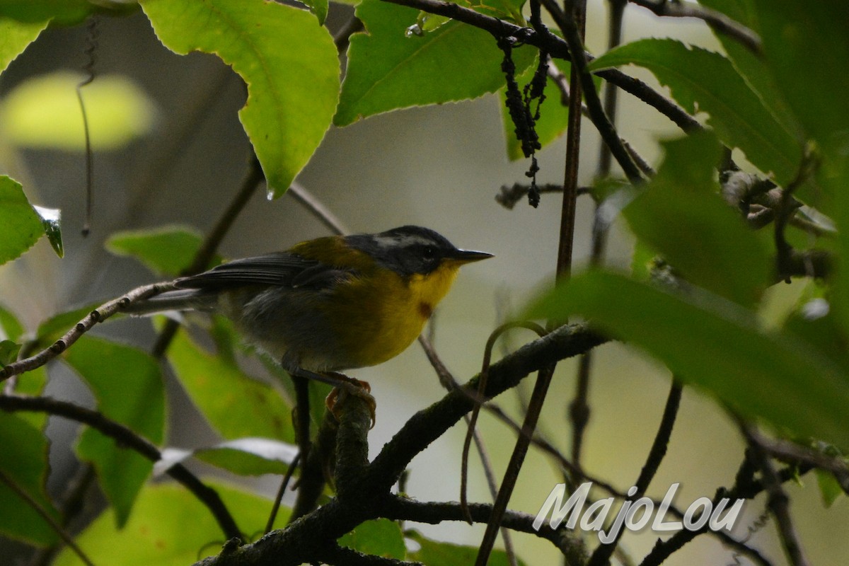Crescent-chested Warbler - Maria Jose Lou