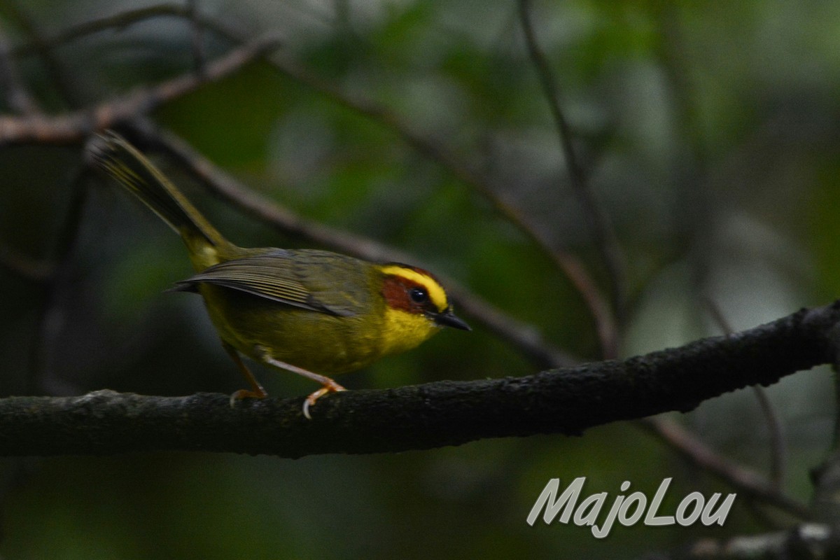 Golden-browed Warbler - Maria Jose Lou