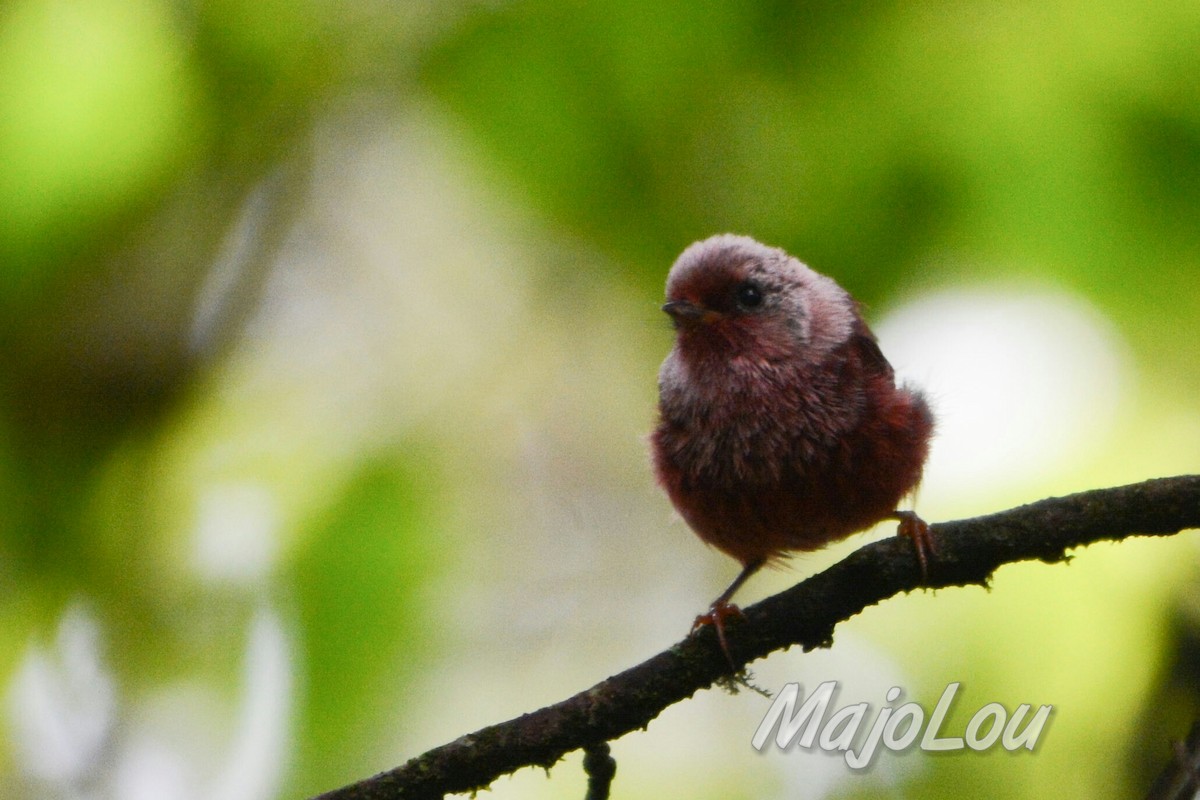 Pink-headed Warbler - ML31598841