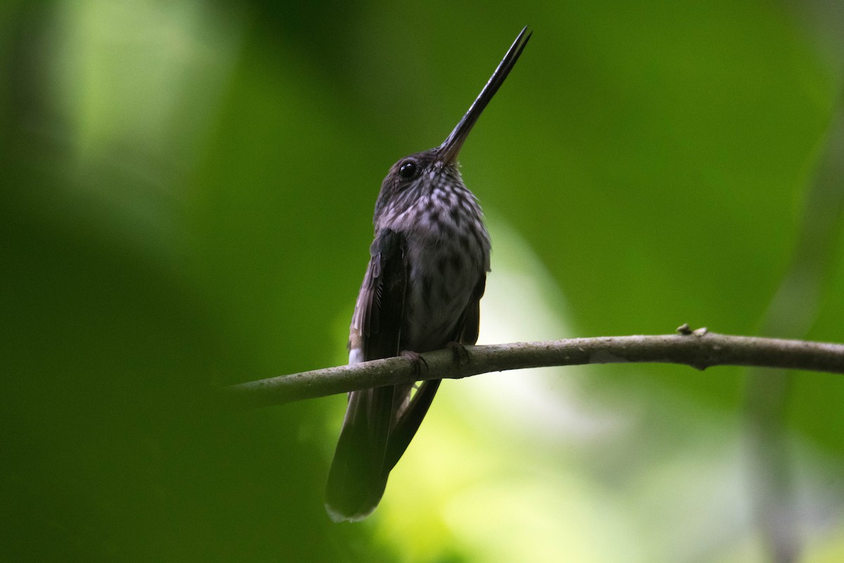 Tooth-billed Hummingbird - Carlos  Bran-Castrillón