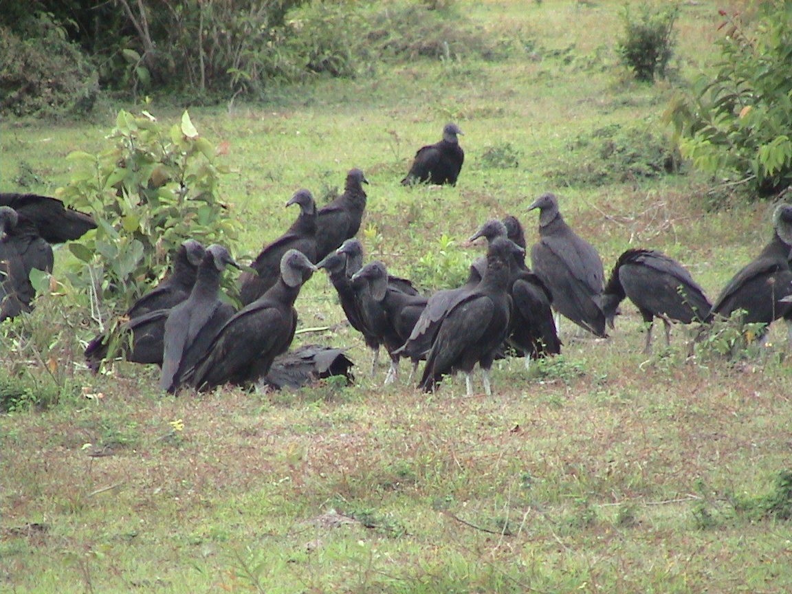 Black Vulture - ML315992841