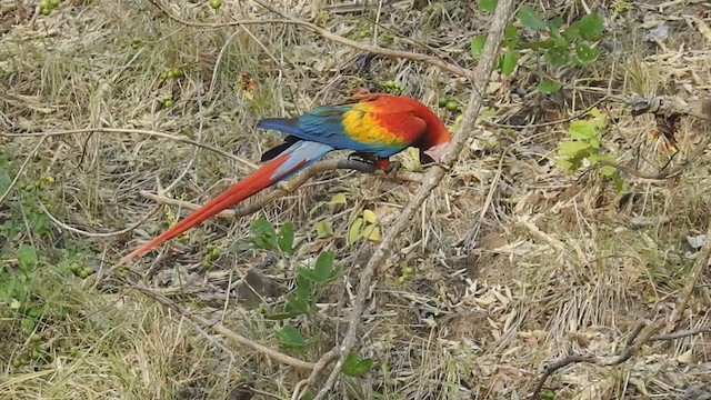 Scarlet Macaw - ML315994671