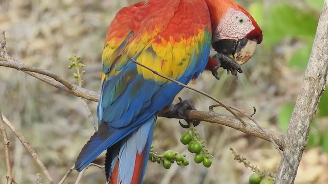 Scarlet Macaw - ML315996661