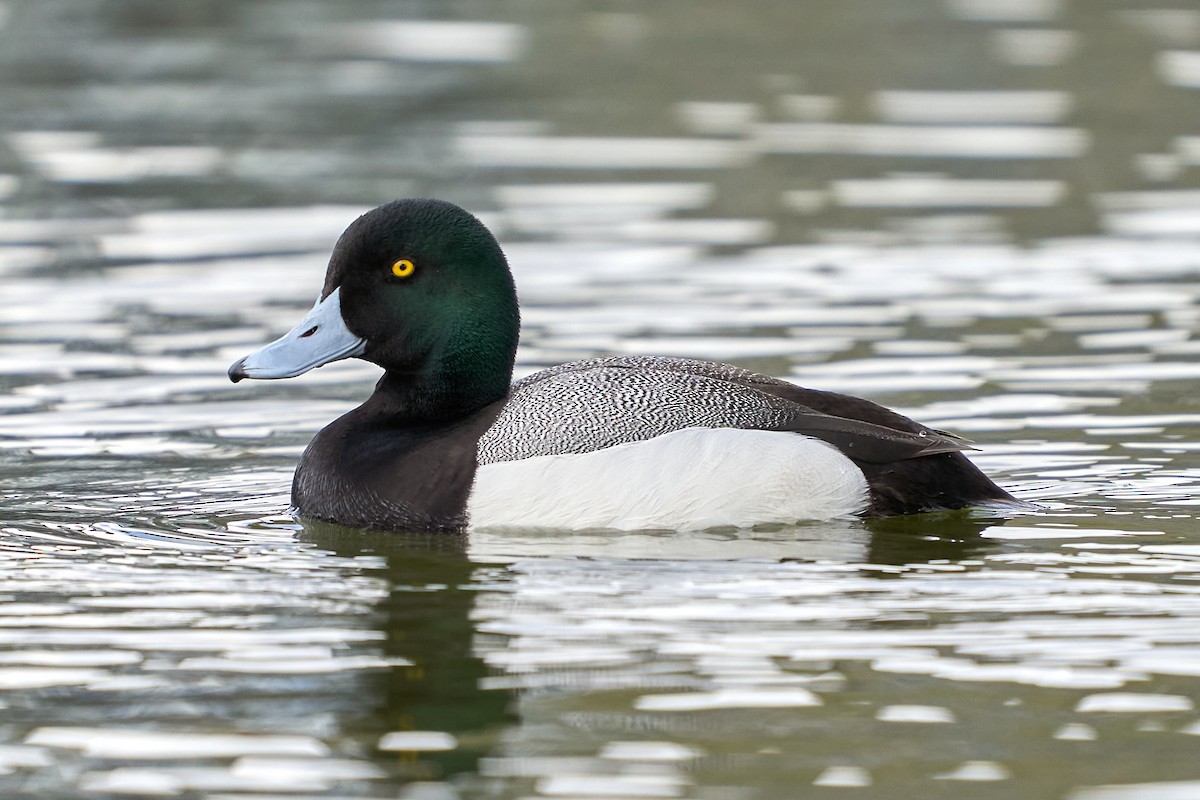 Greater/Lesser Scaup - ML315997061