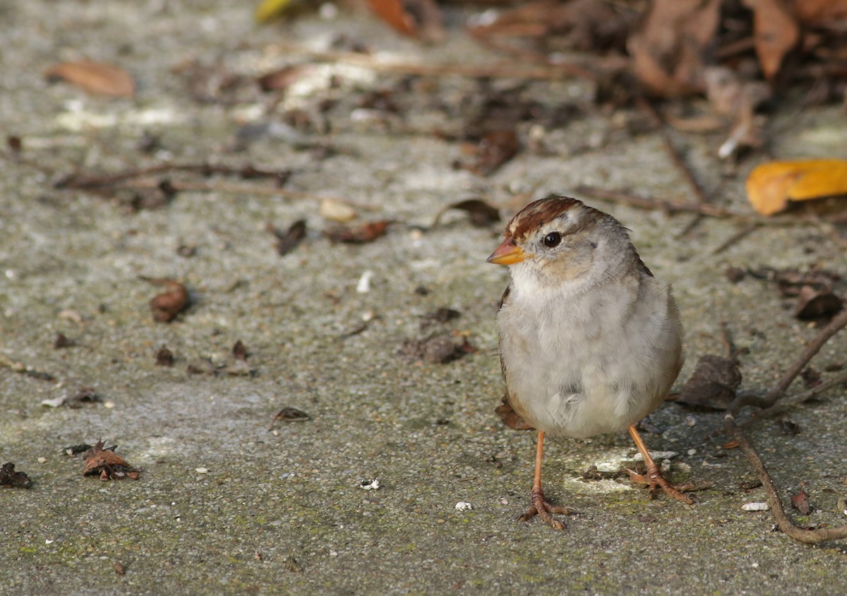 White-crowned Sparrow - ML315999401