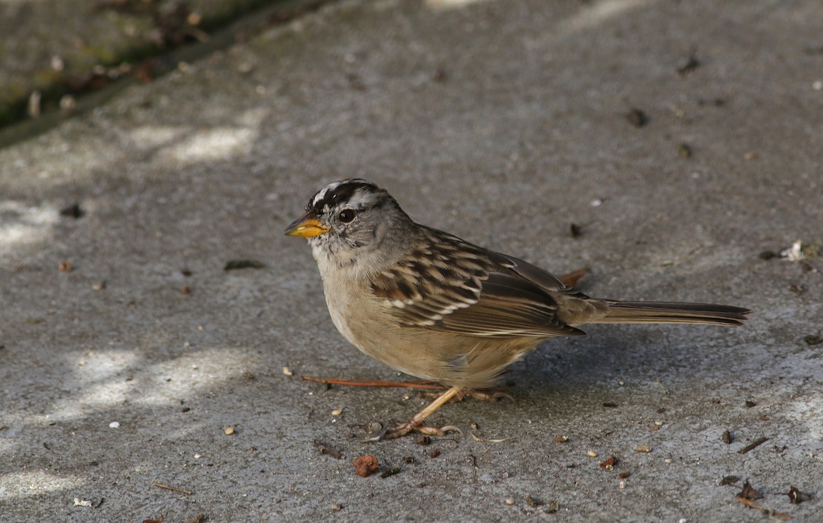 White-crowned Sparrow - ML315999441