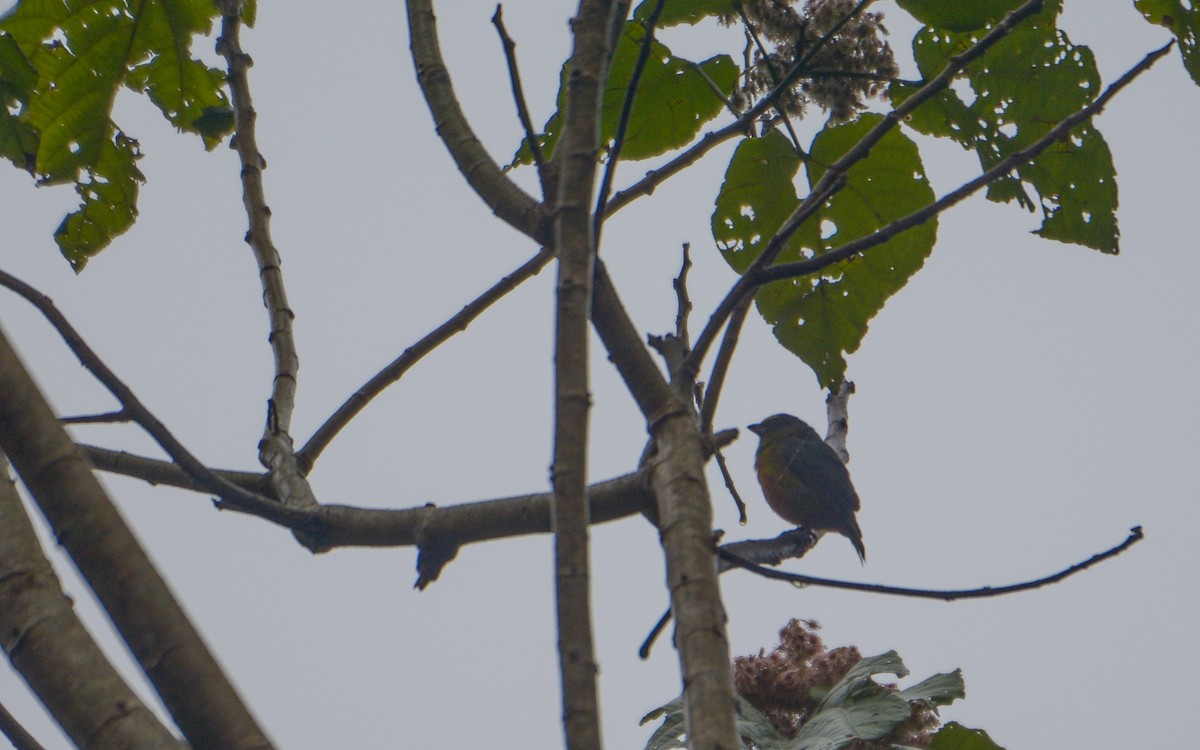 Olive-backed Euphonia - Luis Trinchan