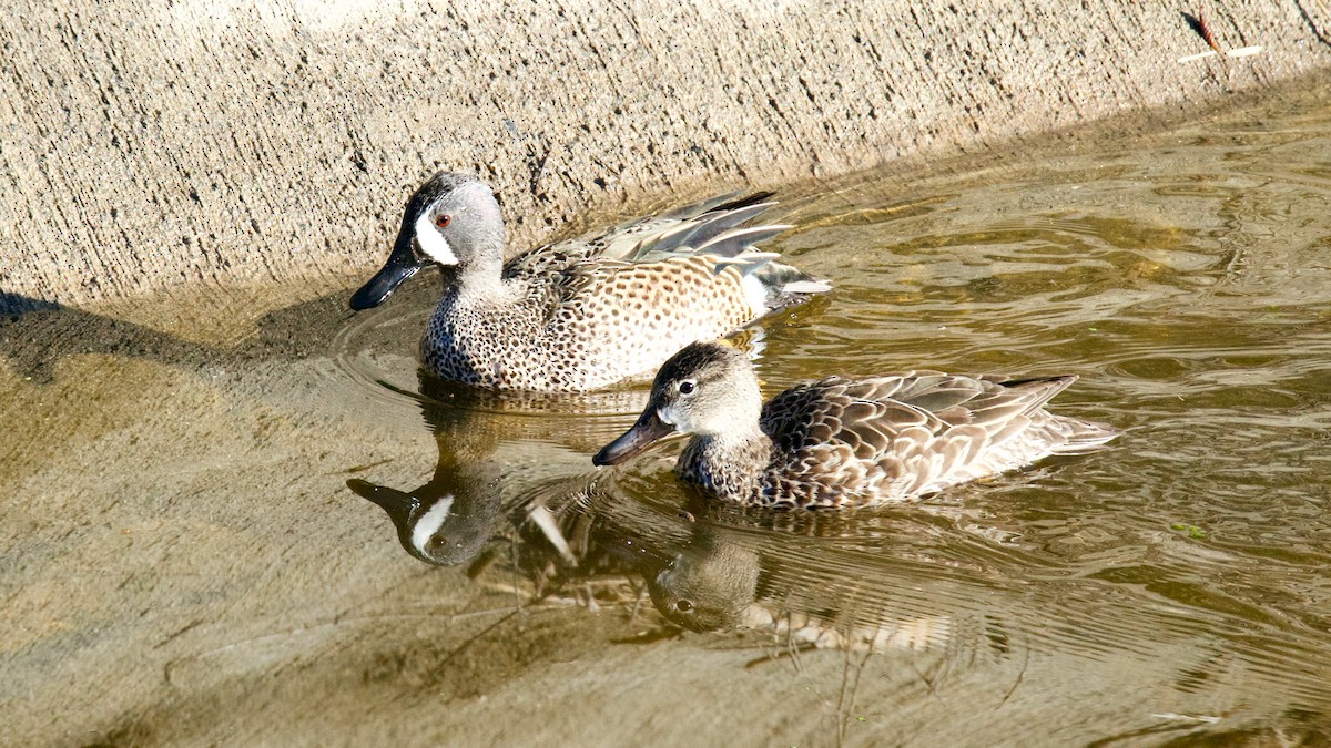 Blue-winged Teal - ML316004781