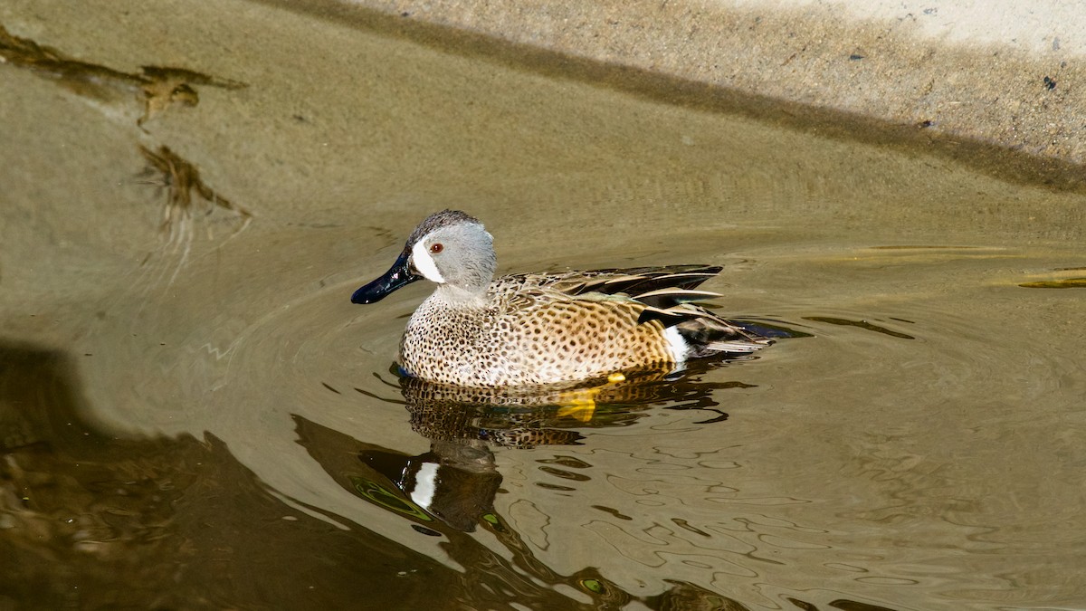 Blue-winged Teal - ML316004921