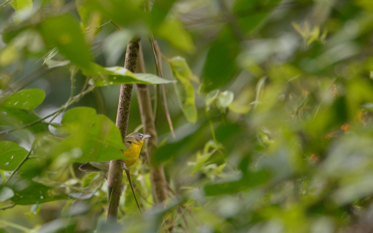 Yellow-breasted Chat - Luis Trinchan
