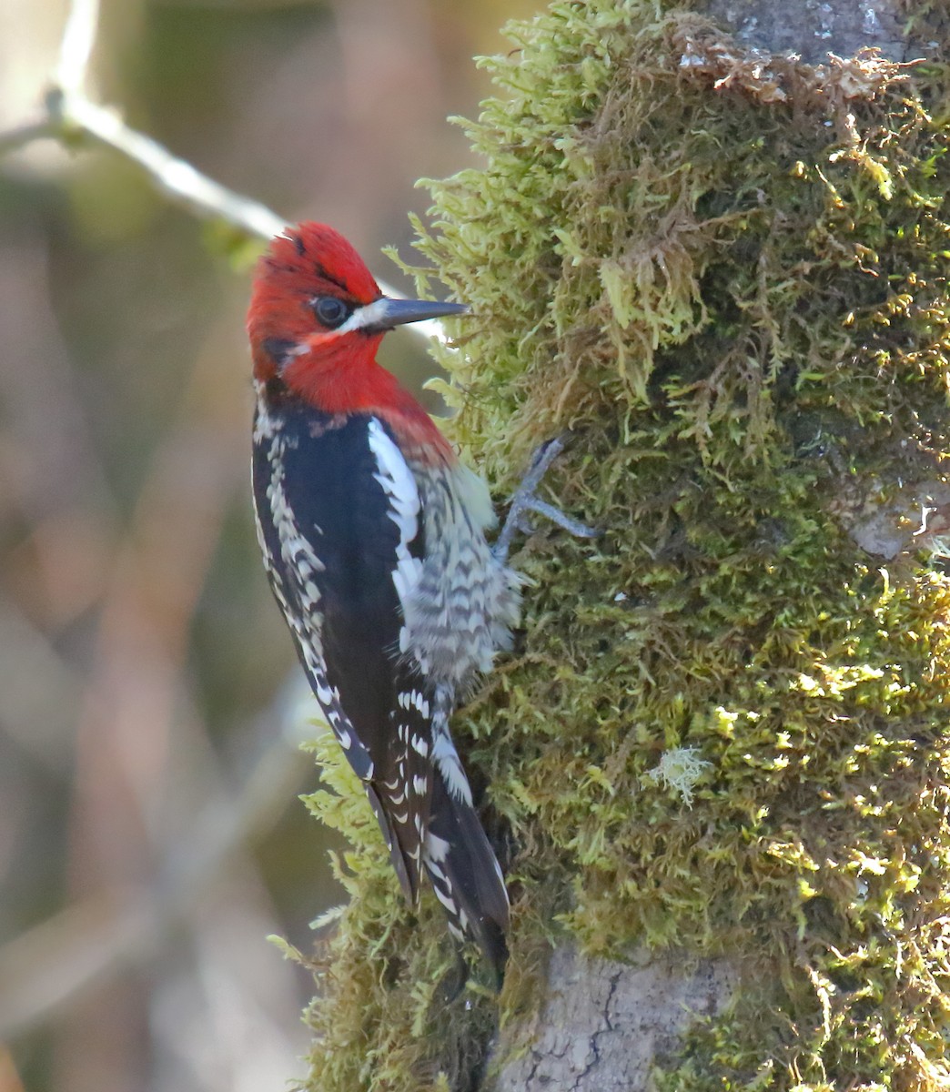 Red-naped x Red-breasted Sapsucker (hybrid) - ML316005531
