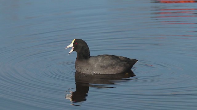 American Coot (White-shielded) - ML316008561