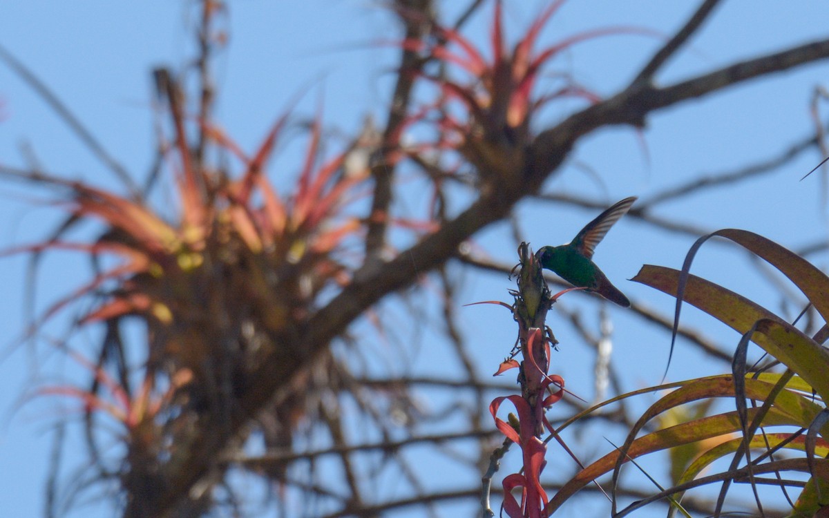 Berylline Hummingbird (Sumichrast's) - Luis Trinchan