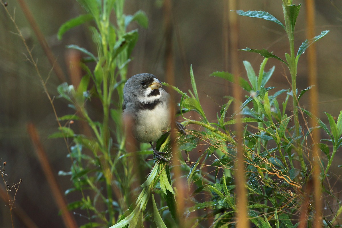 Double-collared Seedeater - ML31601871