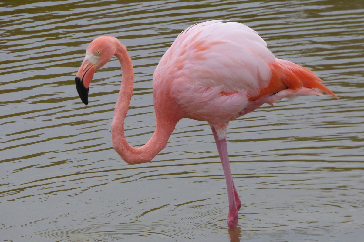 American Flamingo - ML316028031