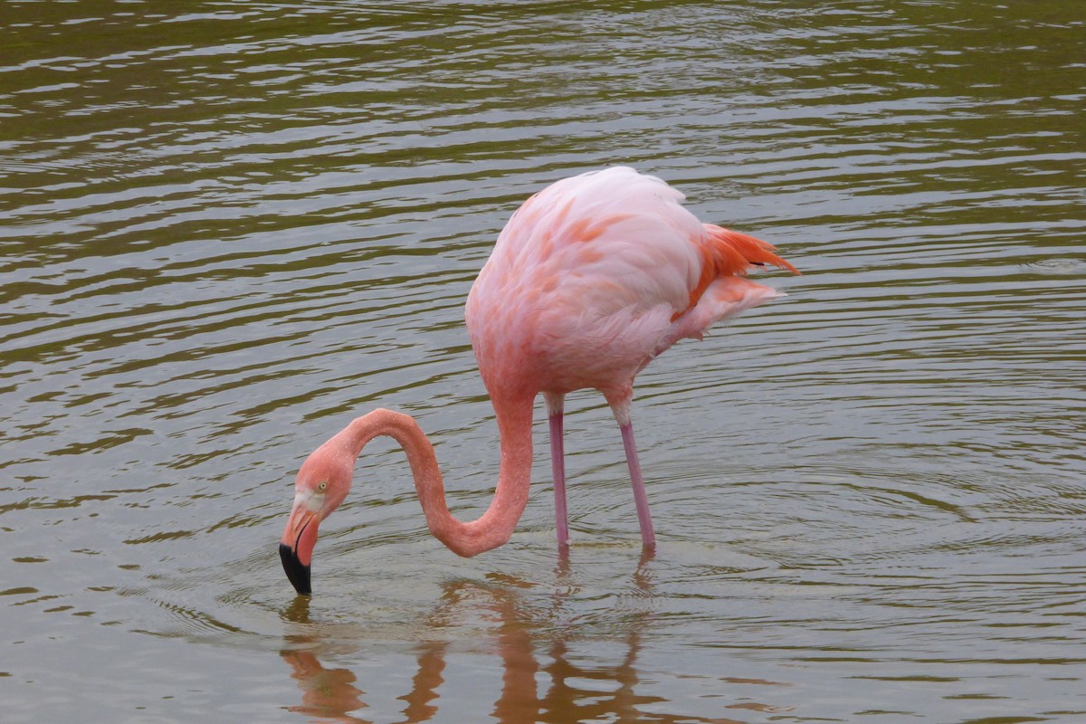 American Flamingo - ML316028041