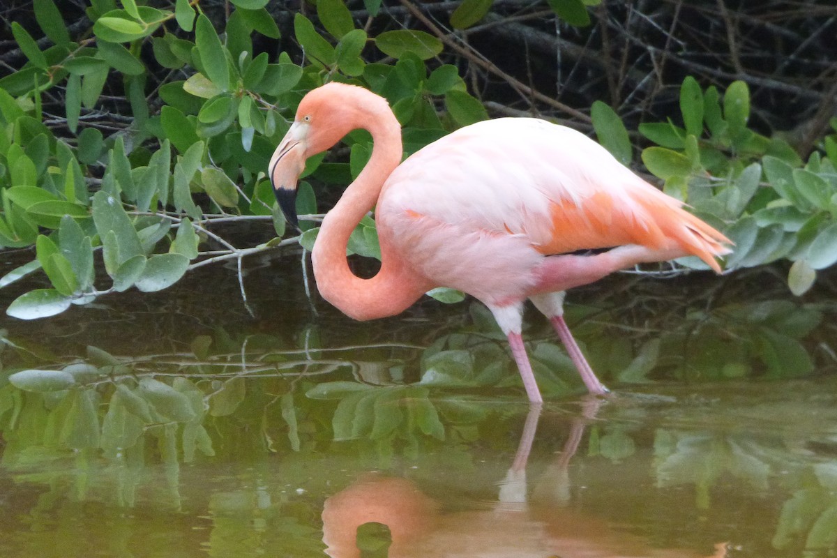 American Flamingo - ML316028051
