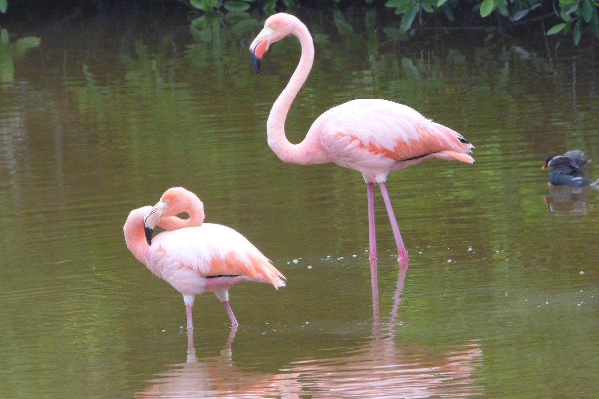 American Flamingo - ML316028081
