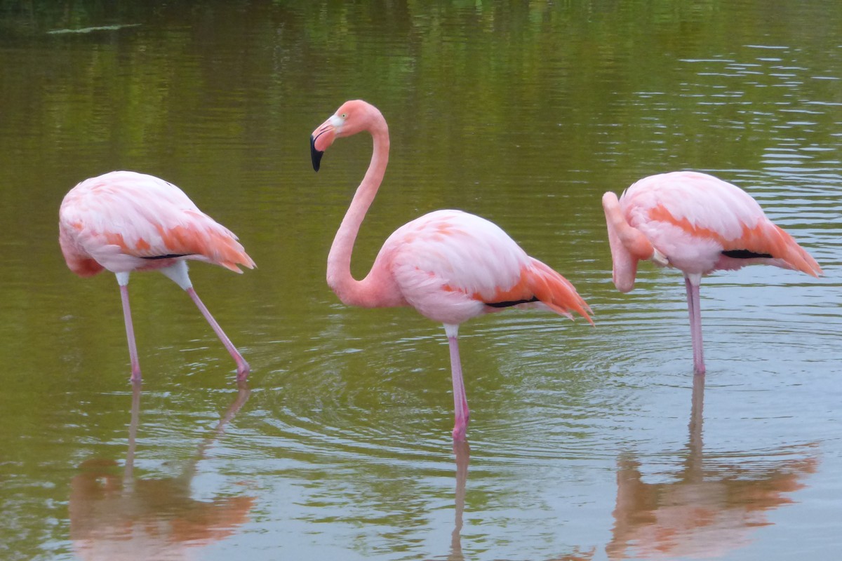 American Flamingo - ML316028101