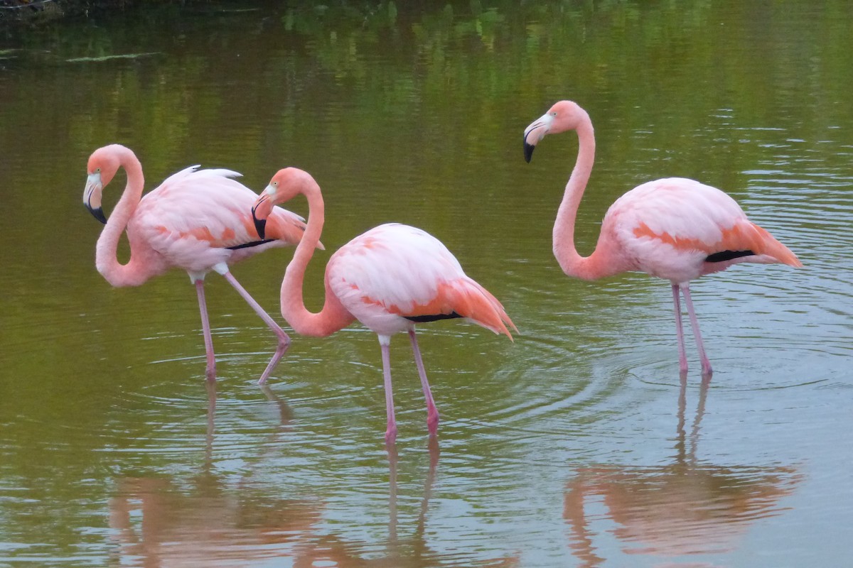 American Flamingo - ML316028141