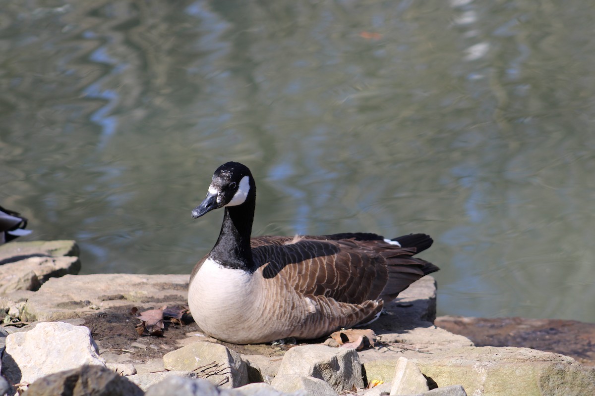 Canada Goose - Kendal Kalanish