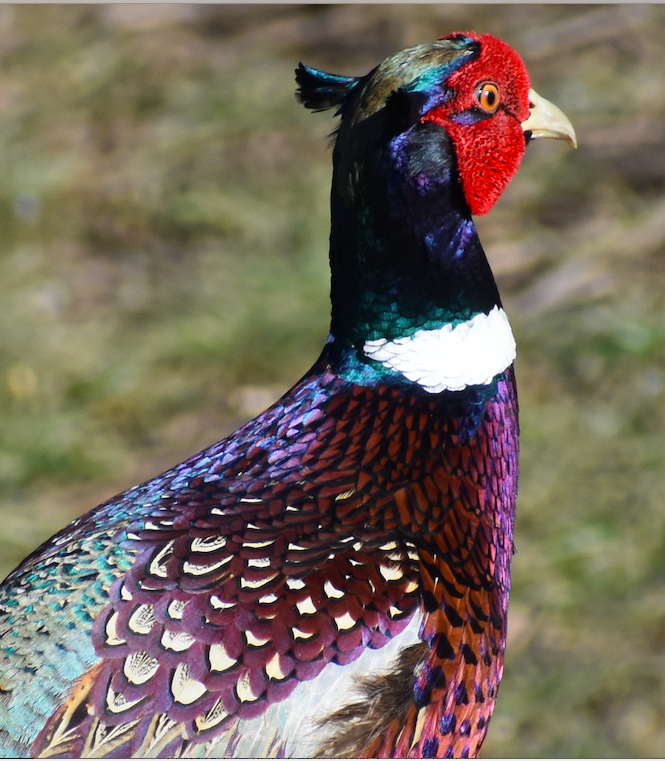 Ring-necked Pheasant - Lisa Nelson