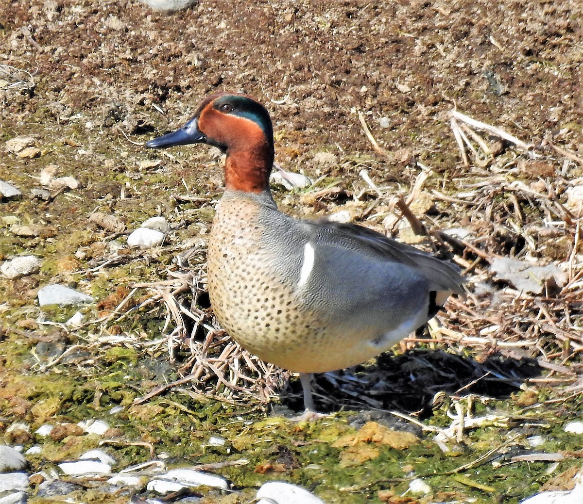 Green-winged Teal - ML316041511