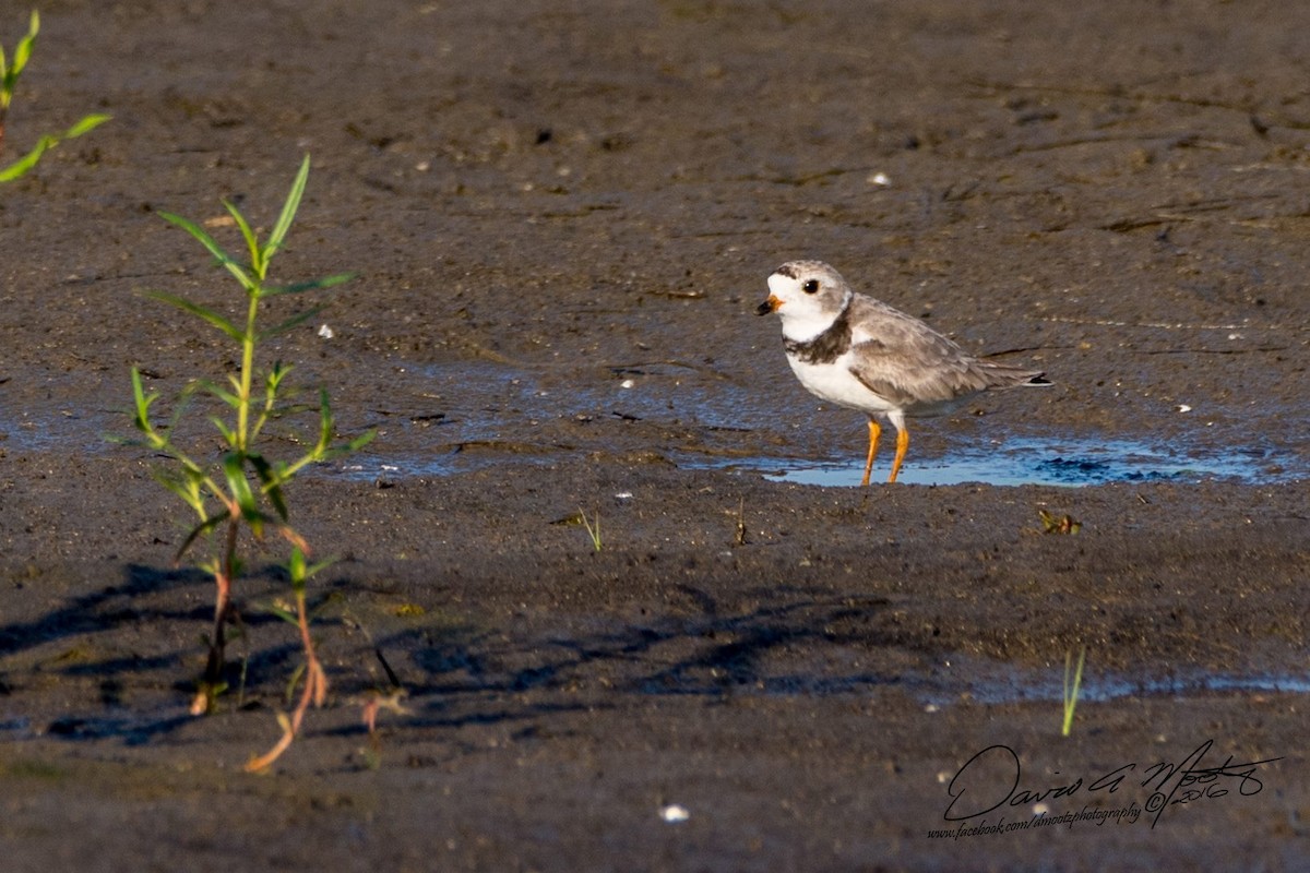 Piping Plover - Rodney Wright