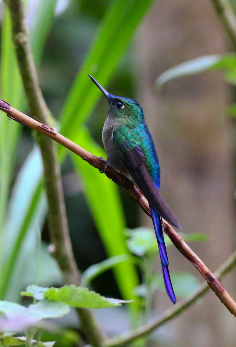 Violet-tailed Sylph - Aidan Griffiths