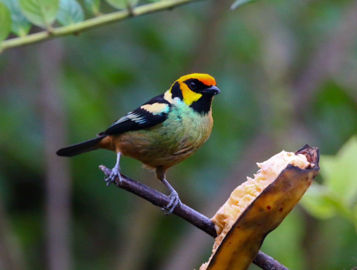 Flame-faced Tanager - ML316051081